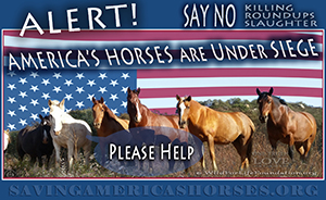 WILD HORSE ALERT UPDATES!